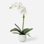 Mari Calla Accent