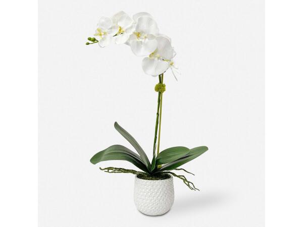 Cami Orchid