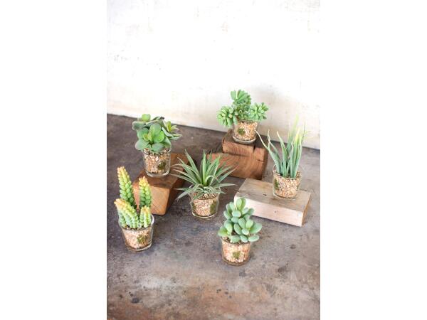Set of 6 Artificial Succulents In Glass Containers