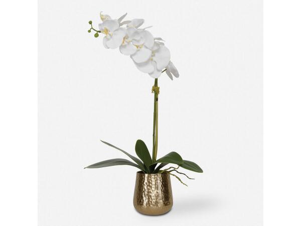 Cami Orchid, Brass